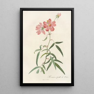 Pierre Joseph Redout - Rosa Longifolia.webp