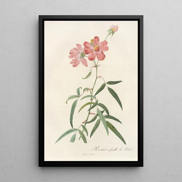 Rosa Longifolia - Pierre Joseph Redouté — ingelijst kunstwerk aan de muur