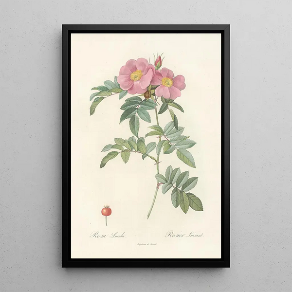 Rosa Lucida - Pierre Joseph Redouté — ingelijst kunstwerk aan de muur