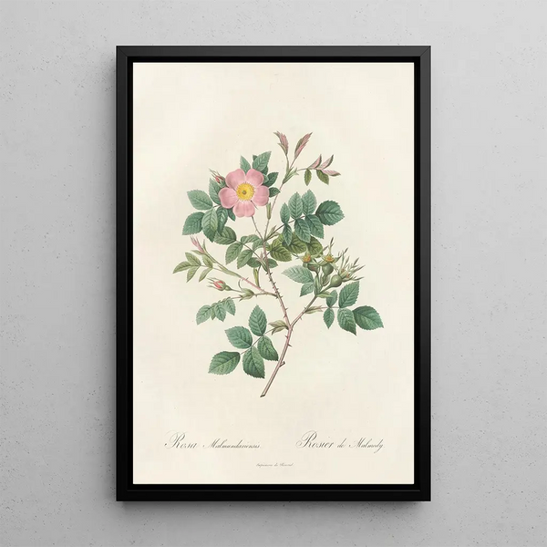 Rosa Malmundariensis - Pierre Joseph Redouté — ingelijst kunstwerk aan de muur