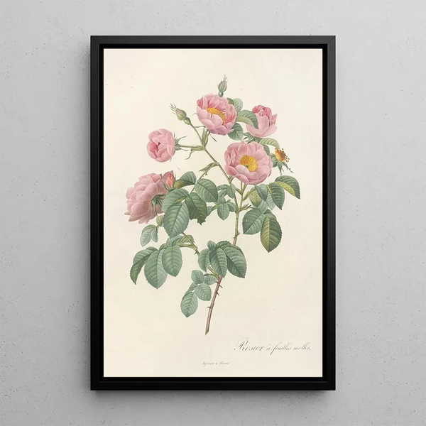 Rosa Mollissima Flore Submultiplici - Pierre Joseph Redouté — ingelijst kunstwerk aan de muur