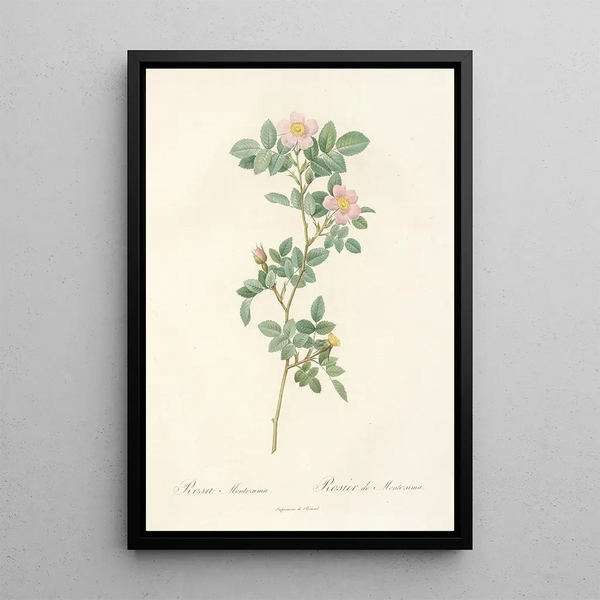 Rosa Montezuma - Pierre Joseph Redouté — ingelijst kunstwerk aan de muur