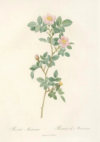 Pierre Joseph Redout - Rosa Montezuma.webp