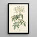 Rosa Moschata Flore Semi-Pleno - Pierre Joseph Redouté — ingelijst kunstwerk aan de muur