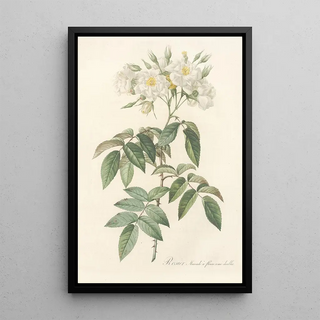 Pierre Joseph Redout - Rosa Moschata Flore SemiPleno.webp