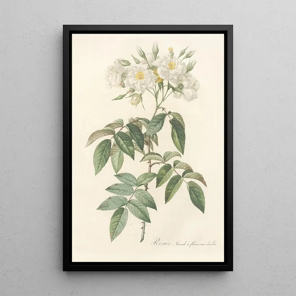 Rosa Moschata Flore Semi-Pleno - Pierre Joseph Redouté — ingelijst kunstwerk aan de muur