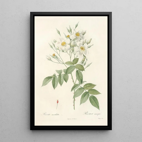 Rosa Moschata - Pierre Joseph Redouté — ingelijst kunstwerk aan de muur