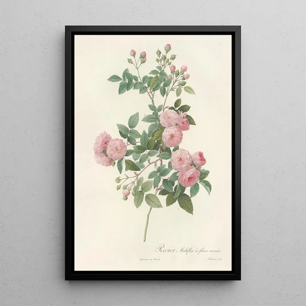 Rosa Multiflora Carnea - Pierre Joseph Redouté — ingelijst kunstwerk aan de muur
