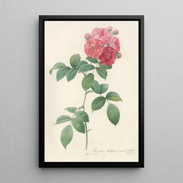 Rosa Multiflora Platyphylla - Pierre Joseph Redouté — ingelijst kunstwerk aan de muur