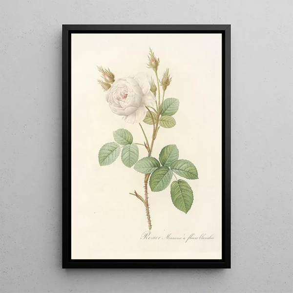 Rosa Muscosa Alba - Pierre Joseph Redouté — ingelijst kunstwerk aan de muur