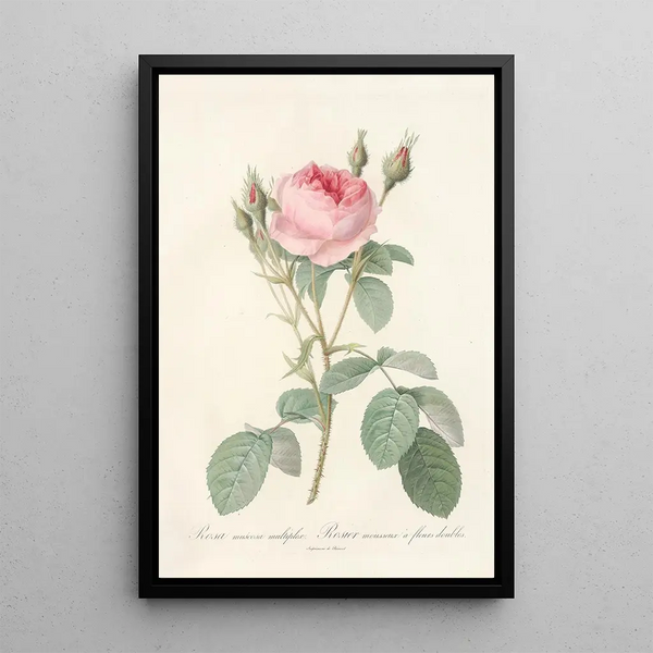 Rosa Muscosa Multiplex - Pierre Joseph Redouté — ingelijst kunstwerk aan de muur