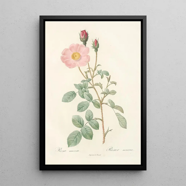 Rosa Muscosa Simplex - Pierre Joseph Redouté — ingelijst kunstwerk aan de muur