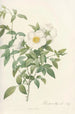 Rosa Nivea - Pierre Joseph Redouté — artwork view