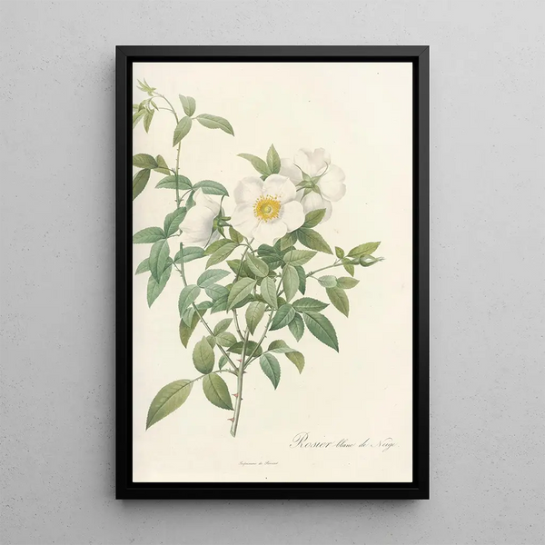 Rosa Nivea - Pierre Joseph Redouté — ingelijst kunstwerk aan de muur