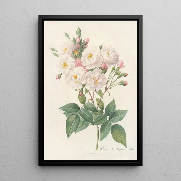 Rosa Noisettiana - Pierre Joseph Redouté — ingelijst kunstwerk aan de muur