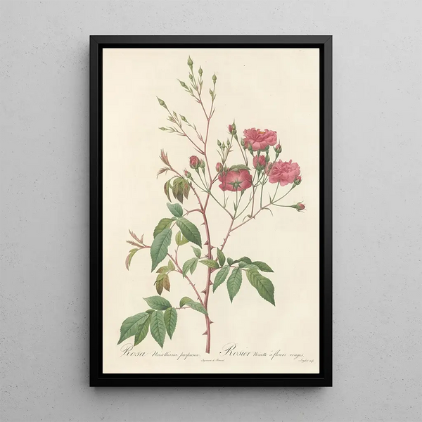 Rosa Noisettiana Purpurea - Pierre Joseph Redouté — ingelijst kunstwerk aan de muur