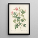 Rosa Parviflora Var Flore Multiplici - Pierre Joseph Redouté — framed artwork on a wall