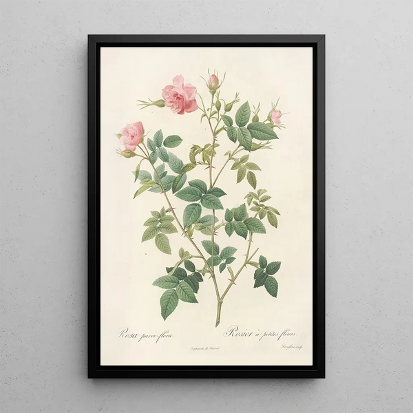 Rosa Parviflora Var Flore Multiplici - Pierre Joseph Redouté — ingelijst kunstwerk aan de muur