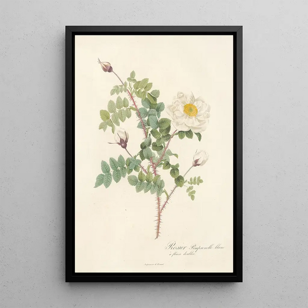 Rosa Pimpinellifolia Alba Flore Multiplici - Pierre Joseph Redouté — ingelijst kunstwerk aan de muur
