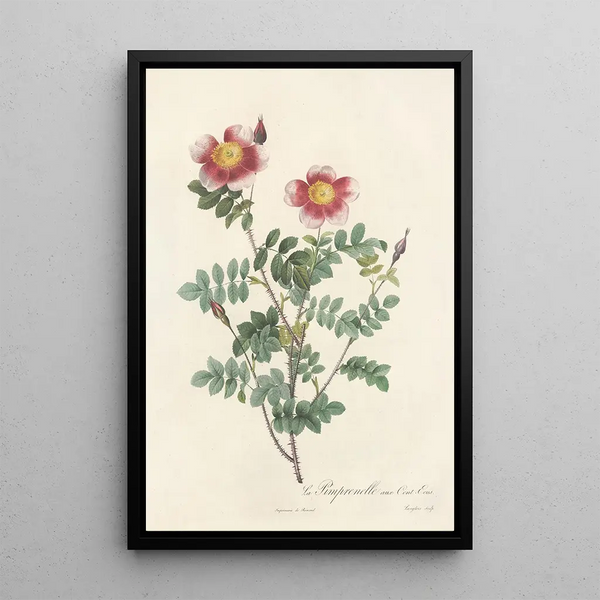 Rosa Pimpinellifolia Flore Variegato - Pierre Joseph Redouté — ingelijst kunstwerk aan de muur