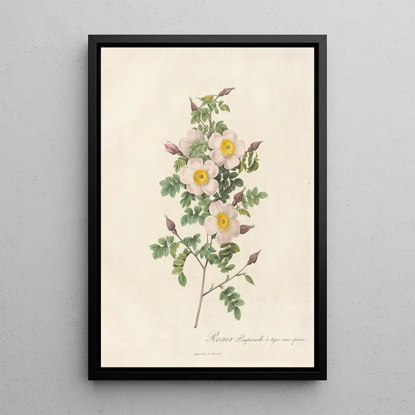 Rosa Pimpinellifolia Inermis - Pierre Joseph Redouté — ingelijst kunstwerk aan de muur