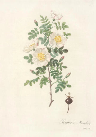 Pierre Joseph Redout - Rosa Pimpinellifolia Mariaeburgensis.webp