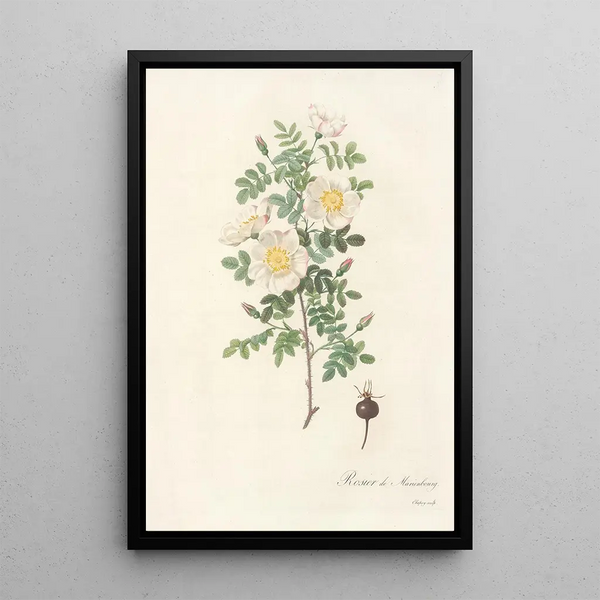 Rosa Pimpinellifolia Mariaeburgensis - Pierre Joseph Redouté — ingelijst kunstwerk aan de muur