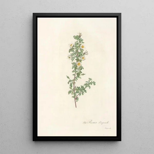 Rosa Pimpinellifolia Pumila - Pierre Joseph Redouté — ingelijst kunstwerk aan de muur