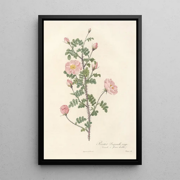 Rosa Pimpinellifolia Rubra - Pierre Joseph Redouté — ingelijst kunstwerk aan de muur