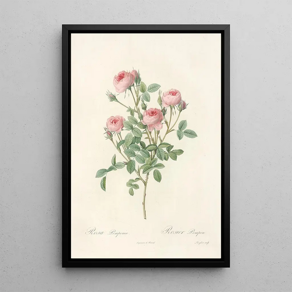 Rosa Pomponia - Pierre Joseph Redouté — ingelijst kunstwerk aan de muur