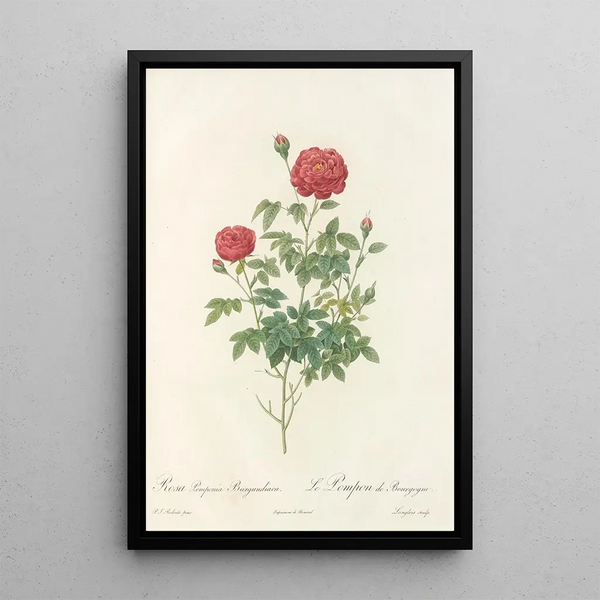 Rosa Pomponia Burgundiaca - Pierre Joseph Redouté — ingelijst kunstwerk aan de muur
