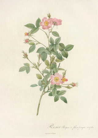 Pierre Joseph Redout - Rosa Pomponia Flore Subsimplici.webp