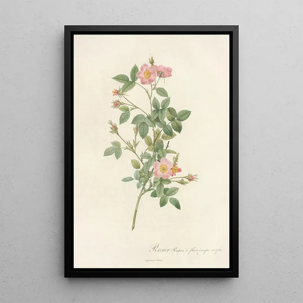 Rosa Pomponia Flore Subsimplici - Pierre Joseph Redouté — ingelijst kunstwerk aan de muur