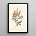 Rosa Pomponiana Muscosa - Pierre Joseph Redouté — ingelijst kunstwerk aan de muur