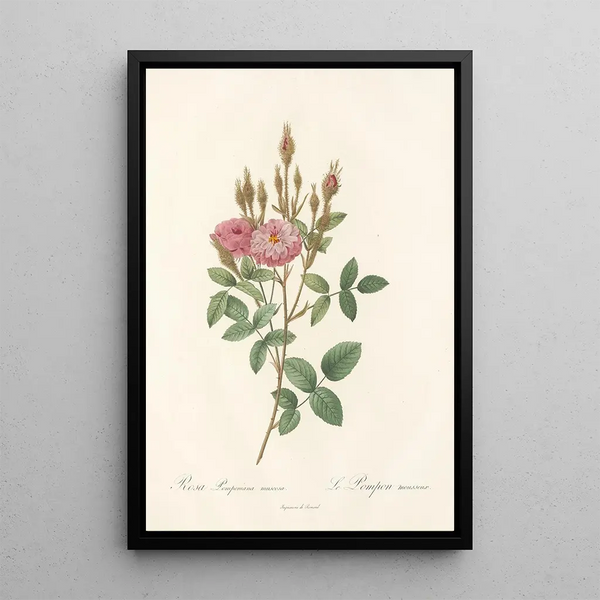 Rosa Pomponiana Muscosa - Pierre Joseph Redouté — ingelijst kunstwerk aan de muur
