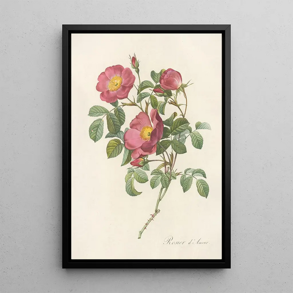 Rosa Pumila - Pierre Joseph Redouté — ingelijst kunstwerk aan de muur