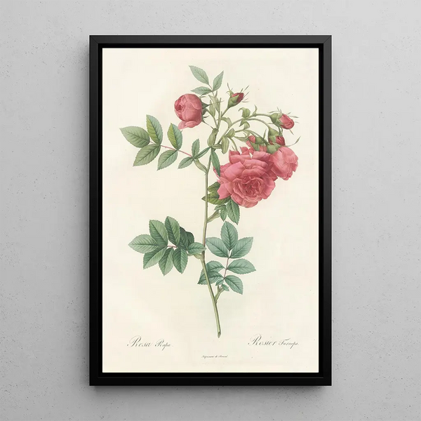 Rosa Rapa - Pierre Joseph Redouté — ingelijst kunstwerk aan de muur