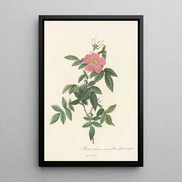 Rosa Reclinata Flore Simplici - Pierre Joseph Redouté — ingelijst kunstwerk aan de muur