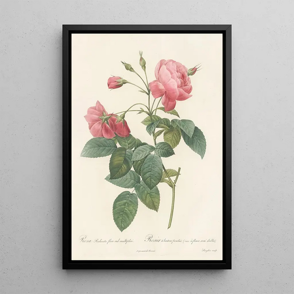 Rosa Reclinata Flore Submultiplici - Pierre Joseph Redouté — ingelijst kunstwerk aan de muur