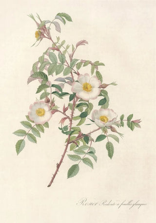 Pierre Joseph Redout - Rosa Redutea Glauca.webp