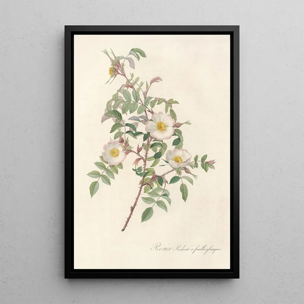 Rosa Redutea Glauca - Pierre Joseph Redouté — ingelijst kunstwerk aan de muur