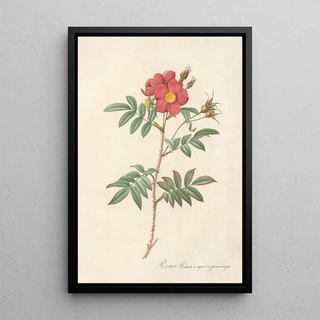 Pierre Joseph Redout - Rosa Redutea Rubescens.webp