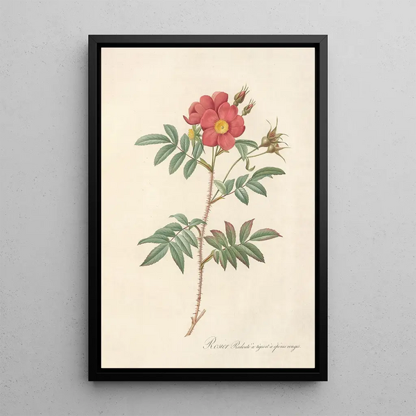 Rosa Redutea Rubescens - Pierre Joseph Redouté — ingelijst kunstwerk aan de muur