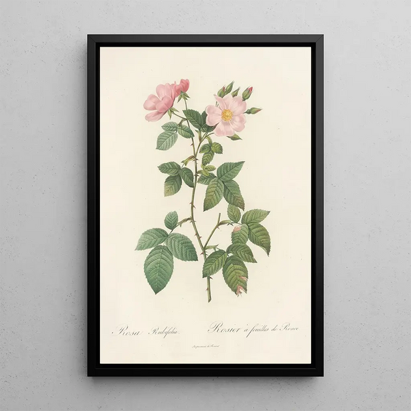 Rosa Rubifolia - Pierre Joseph Redouté — ingelijst kunstwerk aan de muur