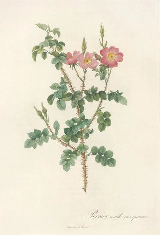 Pierre Joseph Redout - Rosa Rubiginosa Aculeatissima.webp
