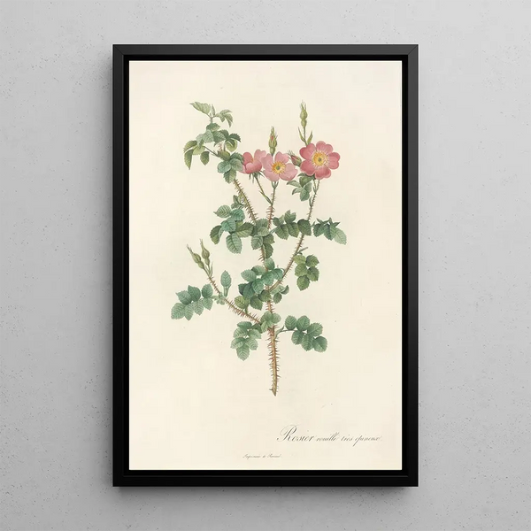 Rosa Rubiginosa Aculeatissima - Pierre Joseph Redouté — ingelijst kunstwerk aan de muur