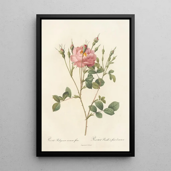 Rosa Rubiginosa AnemoneFlora - Pierre Joseph Redouté — ingelijst kunstwerk aan de muur
