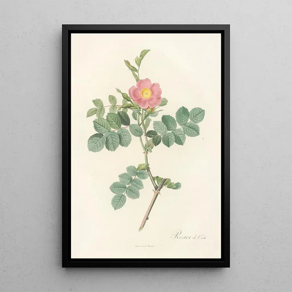Rosa Rubiginosa Cretica - Pierre Joseph Redouté — ingelijst kunstwerk aan de muur