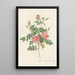 Rosa Rubiginosa Flore SemiPleno - Pierre Joseph Redouté — ingelijst kunstwerk aan de muur