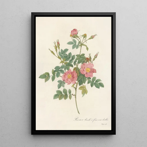 Rosa Rubiginosa Flore SemiPleno - Pierre Joseph Redouté — ingelijst kunstwerk aan de muur
